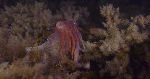 Beautiful Cuttlefish Over Seaweed In Australia Stock Footage 317128281