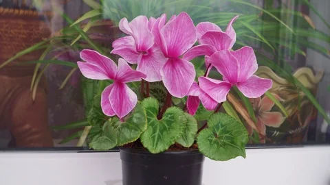 Beautiful cyclamen flower on the windowsill Video stock 106957582