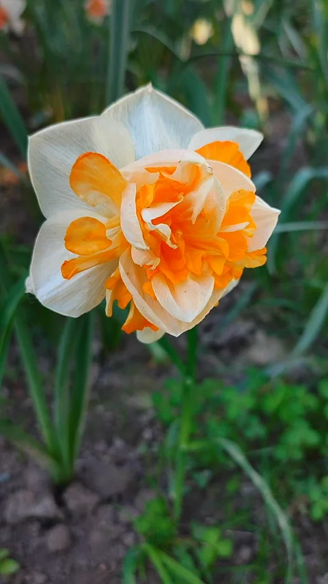 Beautiful daffodil flower with different orange white petals close-up Vertical Stock Footage 280299908