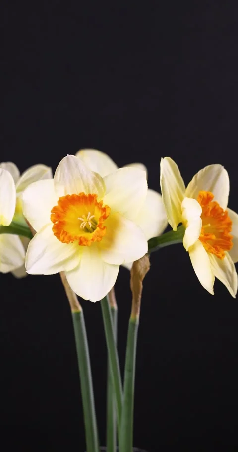 Beautiful daffodil flowers rotating on a black background Stock Footage 333555795