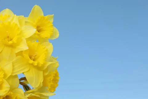 Beautiful daffodils on blue background, space for text. Fresh spring flowers Stock Photos