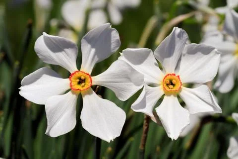 Beautiful Daffodils Stock Photos