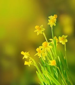 Beautiful daffodils Stock Photos