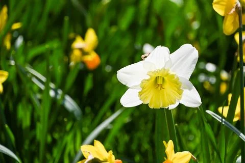 Beautiful Daffodils Stock Photos