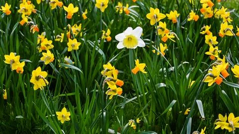 Beautiful Daffodils Stock Photos