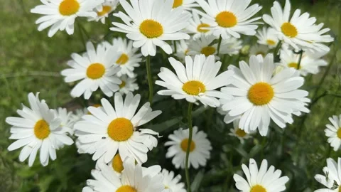 Beautiful daisies bloom in a flowerbed Stock Footage 321152047