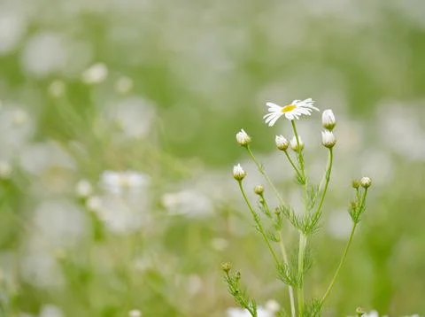 Beautiful Daisies In The Field Stock Photos