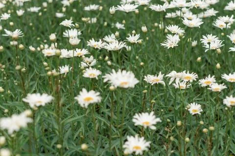 A beautiful daisies field in spring Background Stock Photos
