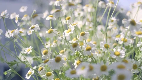 Beautiful Daisies 스톡 동영상 128426501