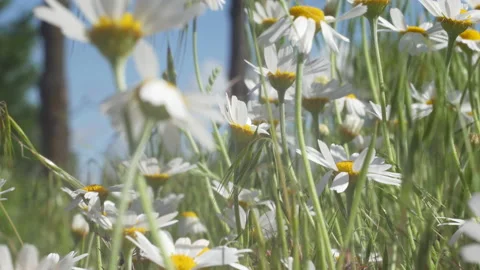 Beautiful daisies Stock Footage 234299178