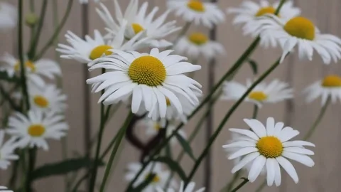 Beautiful daisies in the garden Stock Footage 77410926