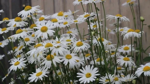 Beautiful daisies in the garden Stock Footage 77410952