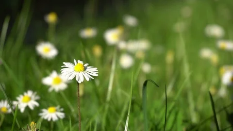 Beautiful Daisies moved by a Breeze Stock Footage 90465232