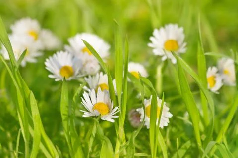 Beautiful daisies Stock Photos