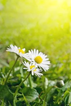 Beautiful daisies. Stock Photos