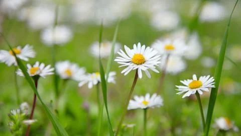 Beautiful daisies Stock Photos