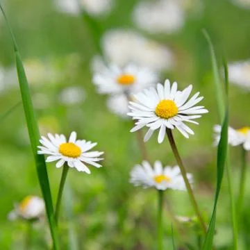 Beautiful daisies Stock Photos