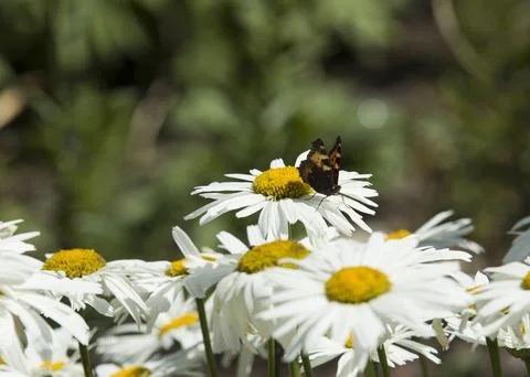 Beautiful daisies Stock Photos