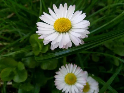 Beautiful daisies. Stock Photos