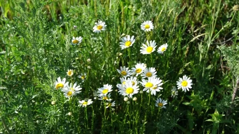 Beautiful daisies in the spring breeze Stock Footage 131010540