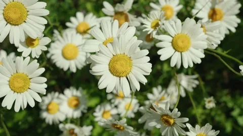 Beautiful Daisies In Summer Video stock 245265824