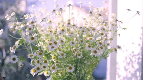 Beautiful Daisies in the sun light 스톡 동영상 128425908