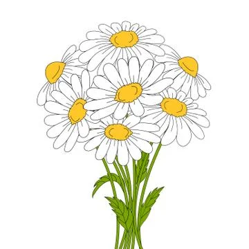 Beautiful daisies on white background. Stock Illustration