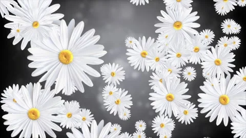 Beautiful daisy blooming White spring flowers daisies and chamomile spinning Stock Footage 293005306