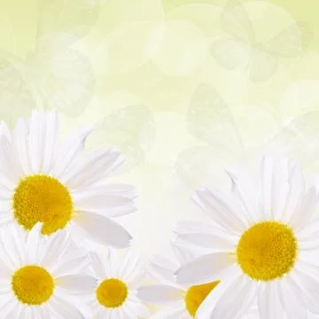 The beautiful daisy close up Stock Photos