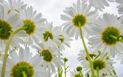 Beautiful daisy close-up view from below. cloudy day Stock Photos