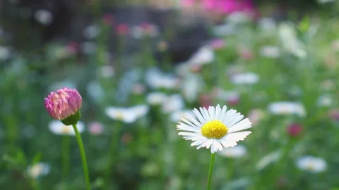 Beautiful daisy flower with blurred background. Stock Footage 253450224