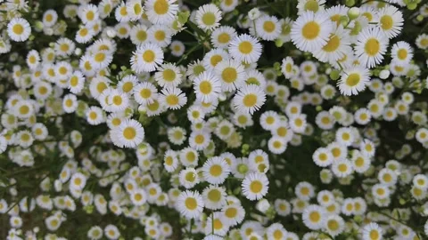 Beautiful Daisy flower Stock Footage 201280958
