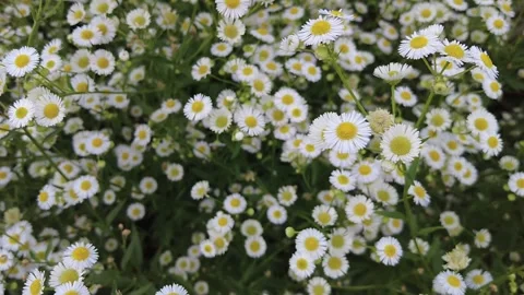 Beautiful Daisy flower Stock Footage 201280962
