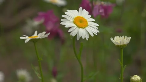 Beautiful Daisy Flowers Blooming in a Spring Garden Stock-Footage 336237406