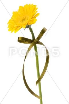 Beautiful daisy gerbera Stock Photos