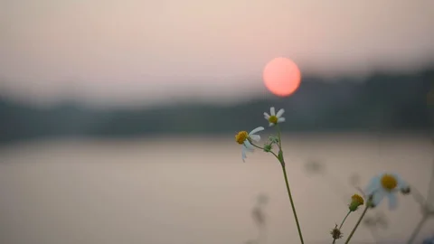 Beautiful daisy grass flowers Video stock 88124748