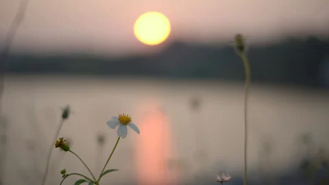 Beautiful daisy grass flowers Stock Footage 88177638