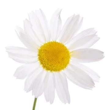 The beautiful daisy isolated on white Stock Photos