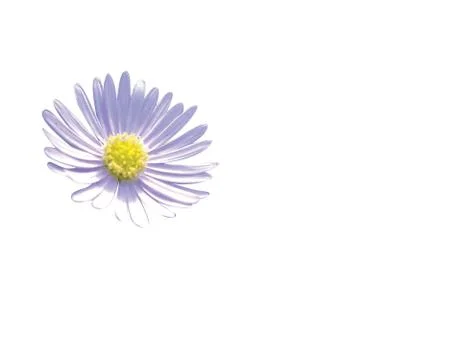 Beautiful daisy Fotos Stock