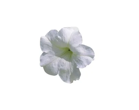 Beautiful daisy Stock Photos