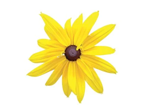 Beautiful daisy Stock Photos