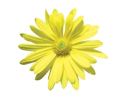 Beautiful daisy Stock Photos