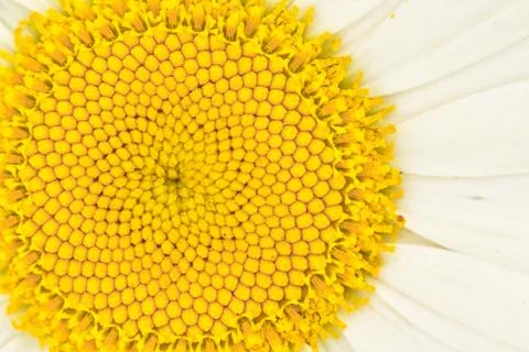 Beautiful daisy Foto stock