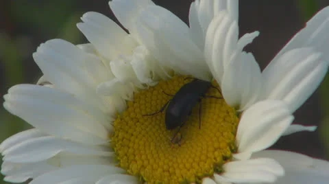 A beautiful daisy.Black beetle.Macro,Close up Vídeos de archivo 24801969