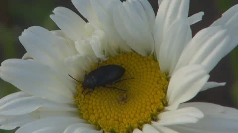A beautiful daisy.Black beetle.Macro,Close up 스톡 동영상 24801994