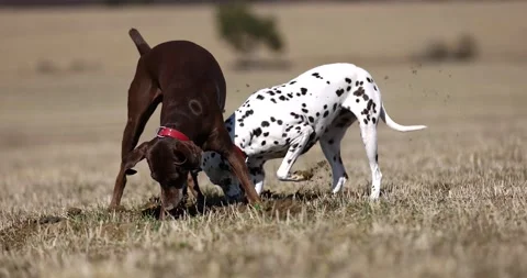 Beautiful dalmatian and german pointer dogs diggin hole in ground spring meadow. Stock Footage 236855610