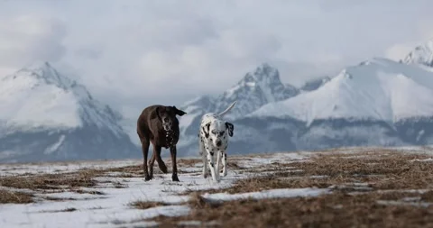 Beautiful dalmatian and german pointer dogs playing chasing each other in snow s Stock Footage 263487929