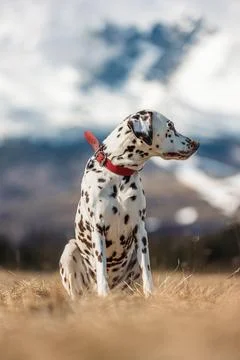 Beautiful dalmatian dog with red colar, standing, sitting and running in nice sp Stock Photos