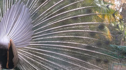 Beautiful dancing peacock. close-up, view through the fence on the tail of a Stock Footage 87118285