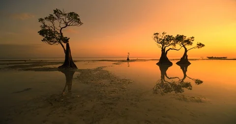 Beautiful dancing trees in Walakiri beach at sunrise clip 4K, Sumba Stock Footage 113046772